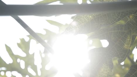 sun streaming through green leaves