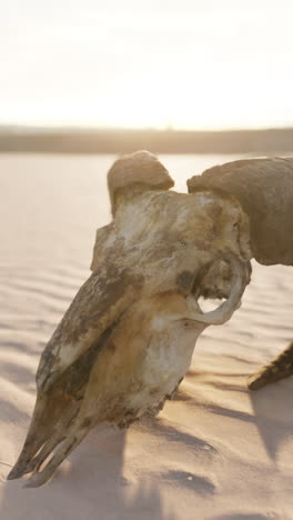 close-up of an animal skull in the desert