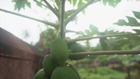 unripe mangos dangling from a mango tree in indian rainforest