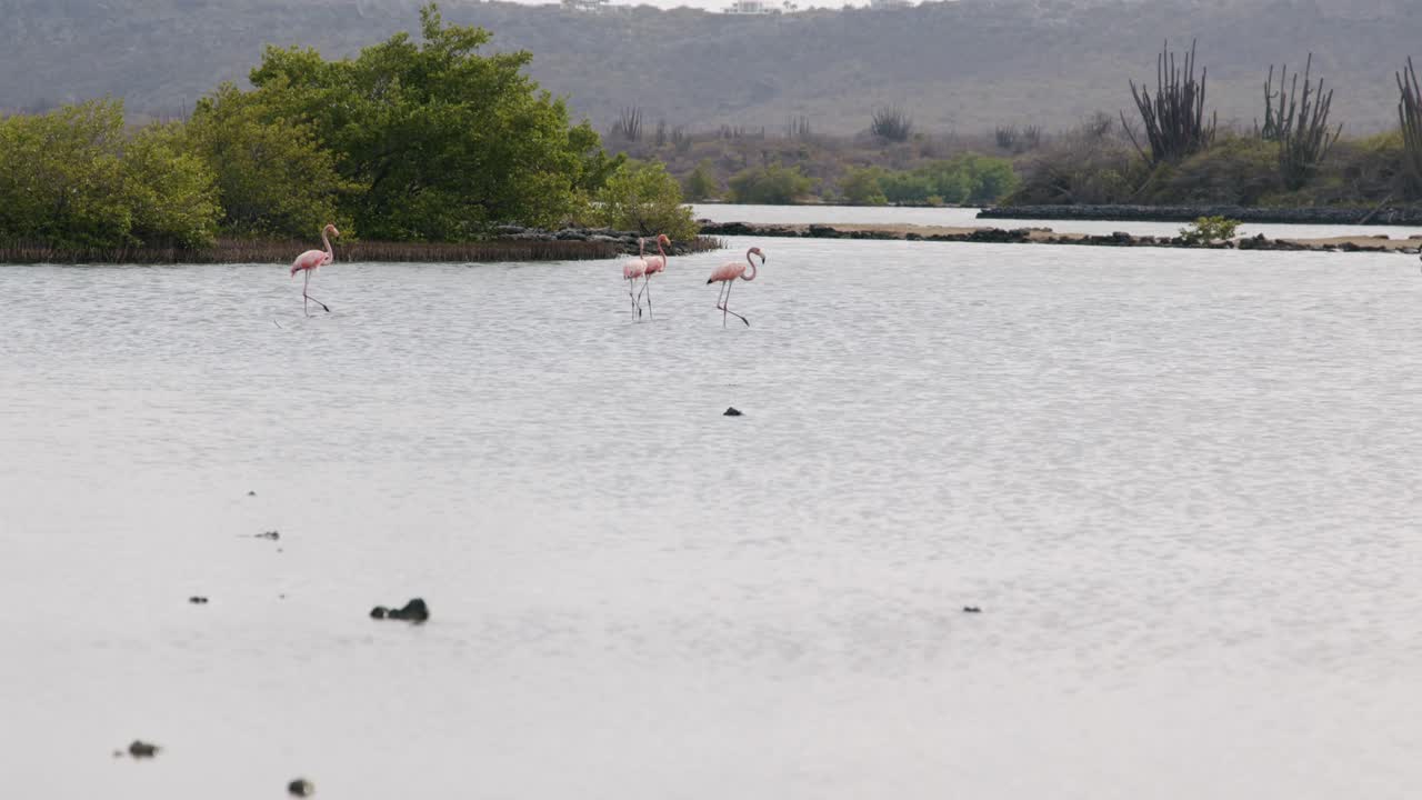 flamencos navegando en aguas serenas con vegetación exuberante en el fondo