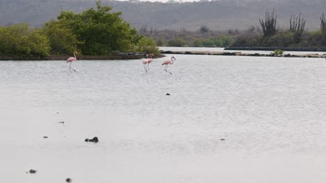 Flamencos-Nadando-En-Aguas-Serenas-Con-Exuberante-Vegetación-Al-Fondo