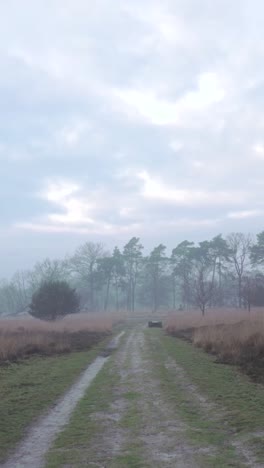 misty forest path