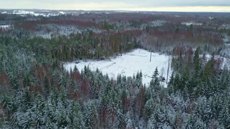 Escena-Invernal-De-Bosques-De-Pinos-Cubiertos-De-Nieve