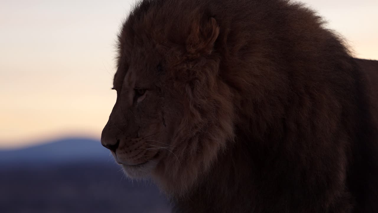 el león lame sus labios slomo amanecer