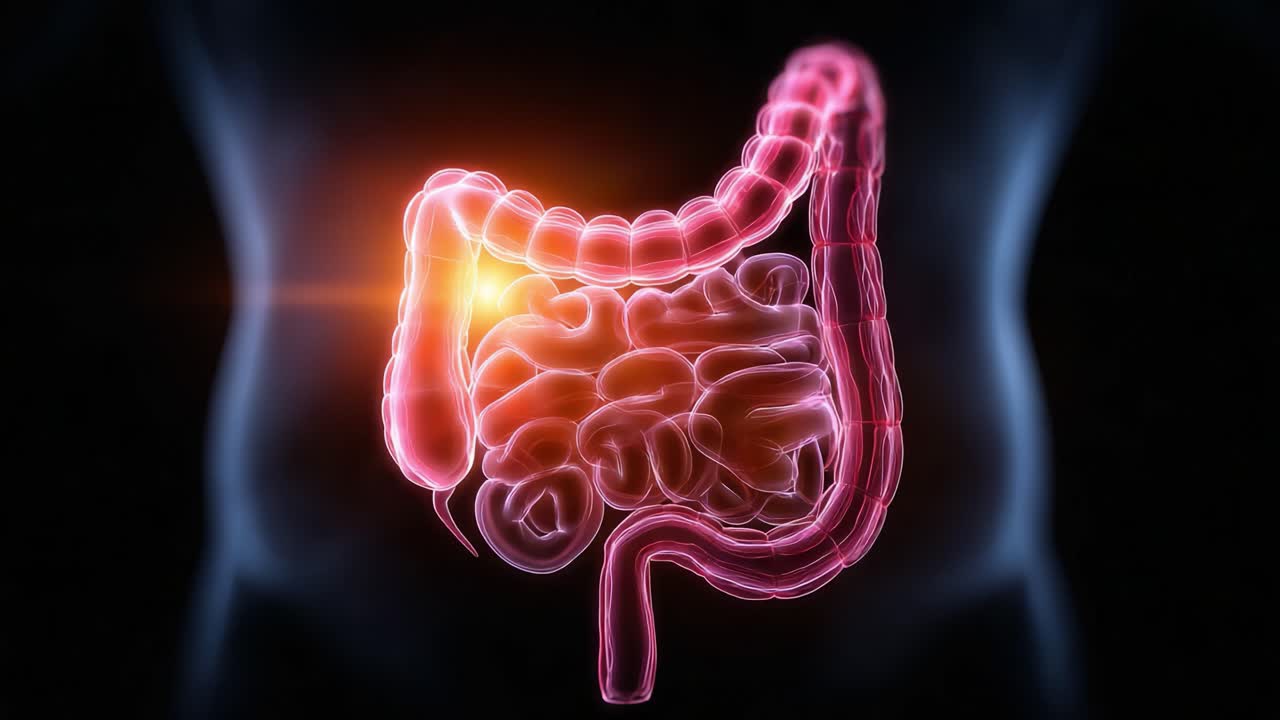 An In-Depth Look at the Human Digestive System: Exploring the Complex Structures of the Intestines and Brain Through Detailed Digital Imaging