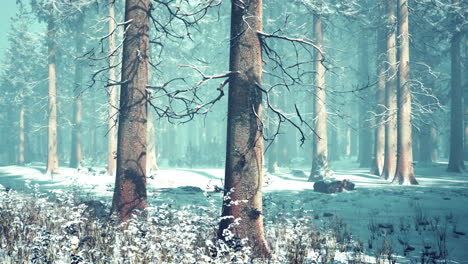 bosque mágico de diciembre con luz de rayos de sol