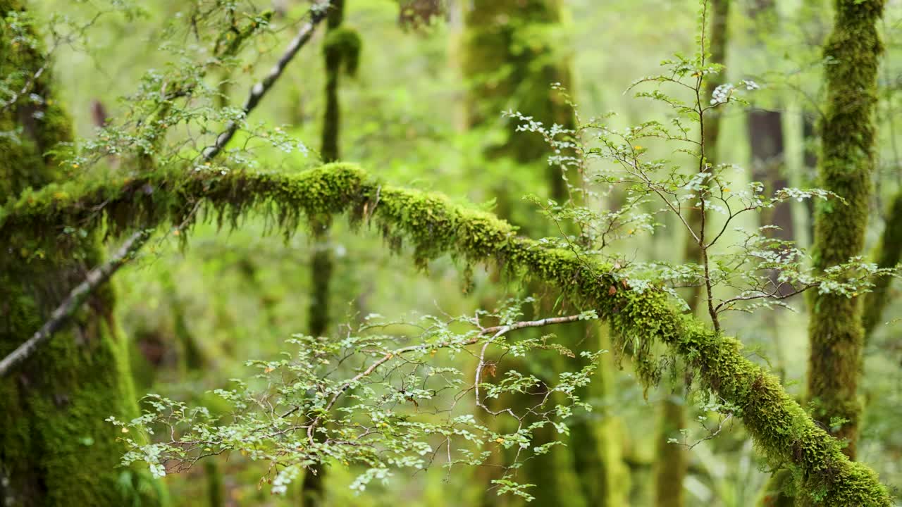Camera slowly pans across lush, moss-covered trees in a vibrant temperate rainforest setting