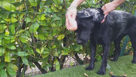 adorable and beautiful black labrador retriever dog being washed with sponge and soap in garden