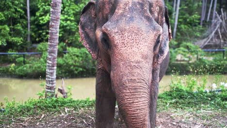 Captive-asian-elephant-feeding-on-leaves-near-jungle-river,-Thailand