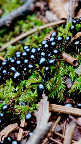 black ants on forest floor