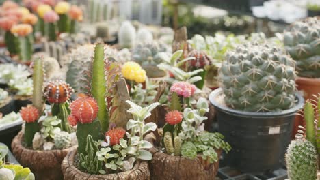 A-couple-of-ruby-ball-cactus-surrounded-by-a-large-golden-barrel-cactus,-close-up