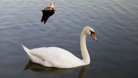 Cisne-Blanco-Nadando-En-El-Lago