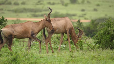 pan right with red hartebeest walking through scrub bush wet with rain