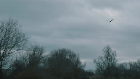 medium panning shot following gull as it flies past some leafless winter trees on a gray overcast day at the roswell pits nature preserve in ely england