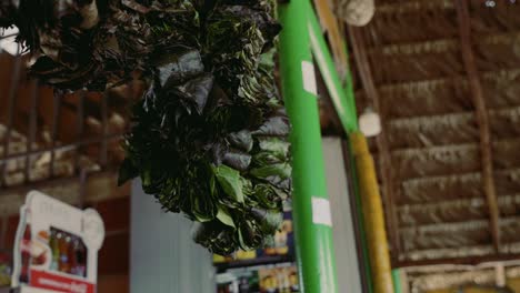 guayusa-leaves-hanging-in-a-restaurant