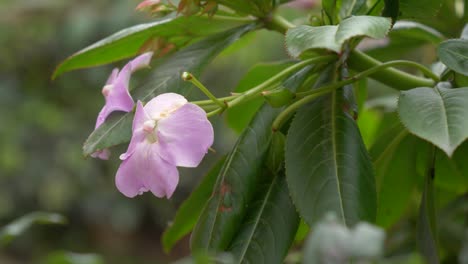 Macro shot captures purple or pink flowers on a plant