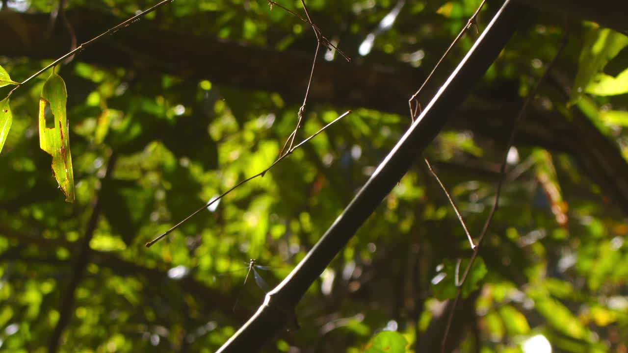 A single giant damselfly soaring above the green undergrowth of the Peruvian rainforest.