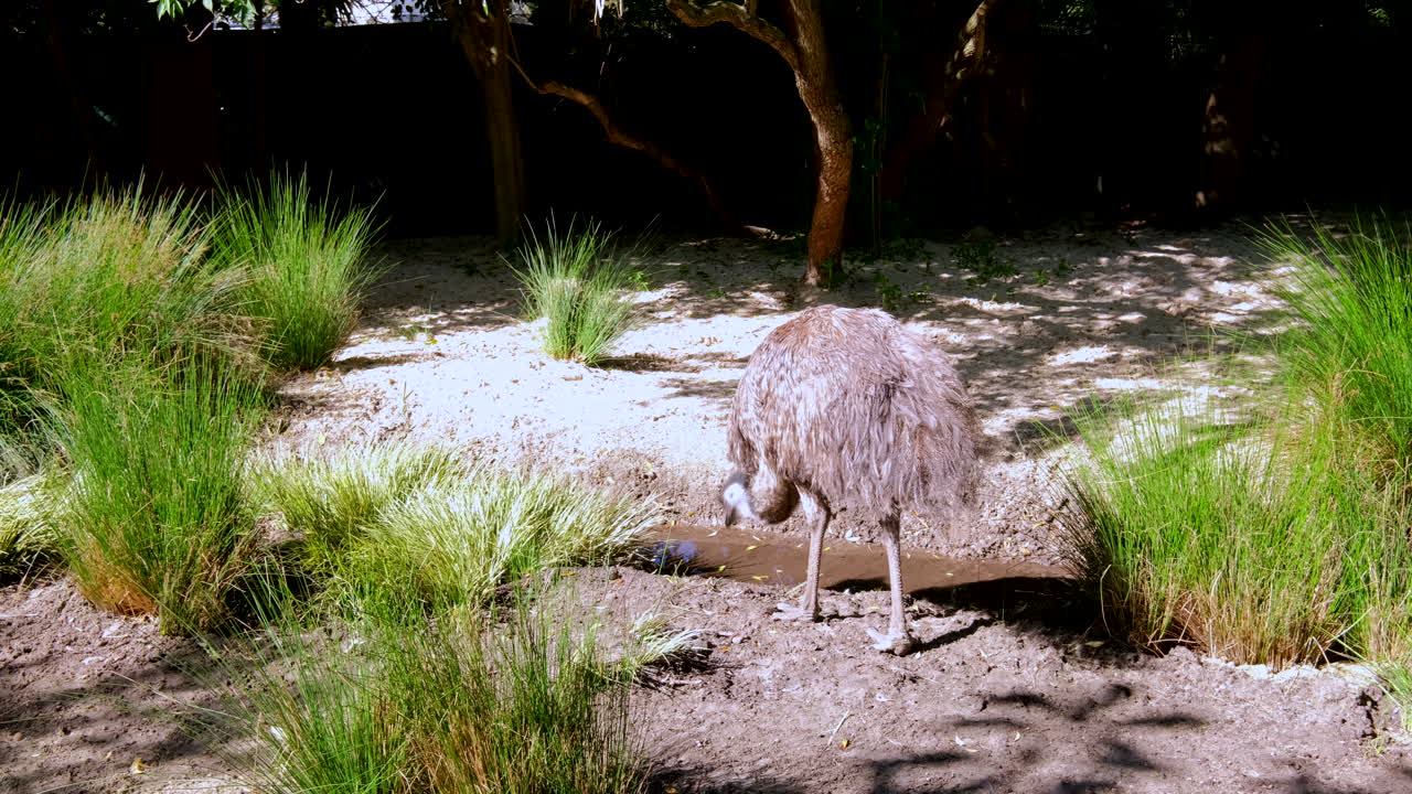 Greater Rhea ratite walks around foraging in sanctuary enclosure