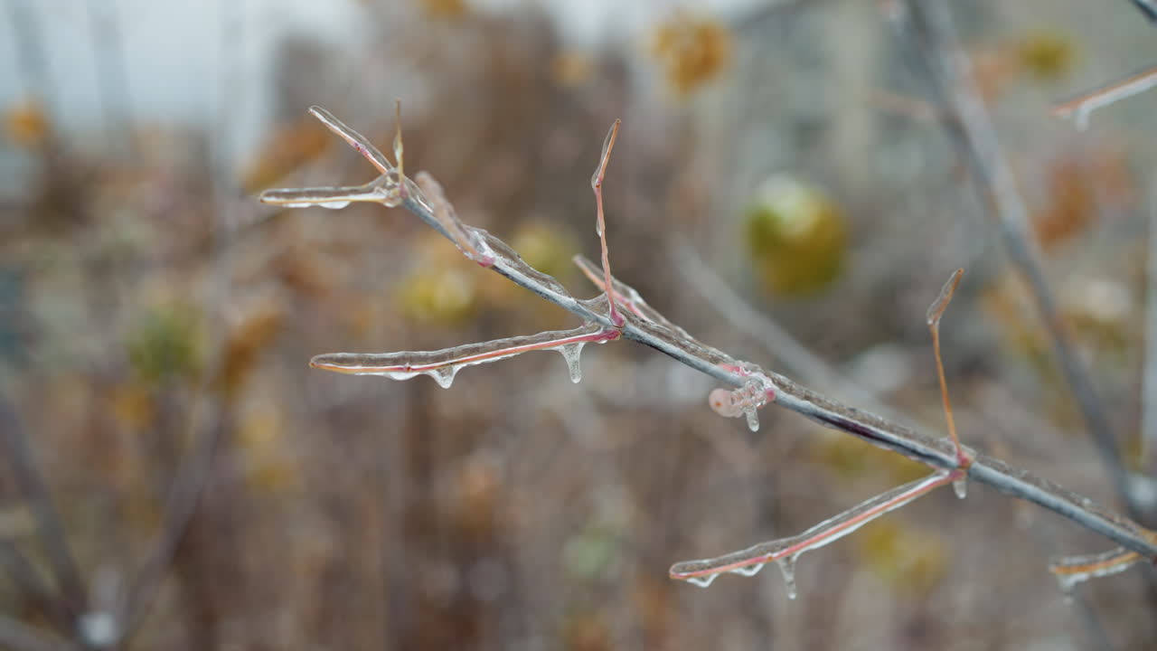 얼음과 얼음으로 둘러싸인 건조한 풀 줄기와 가지의 클로즈업, 복잡한 얼어붙은 질감과 자연적인 겨울의 아름다움을 드러내는 부드러운 흐릿한 배경과 함께 평온한 야외 장면