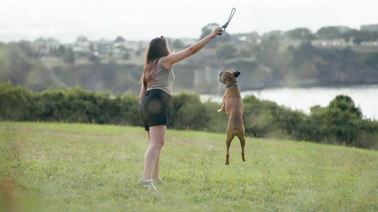 Young Woman Playing with Her Boxer Dog in a Grassy Field