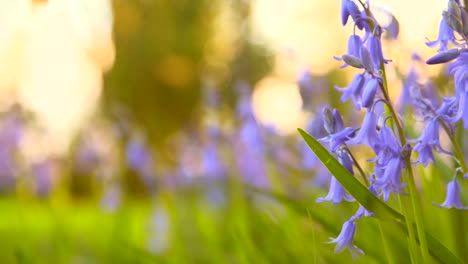 bluebells in spring 1