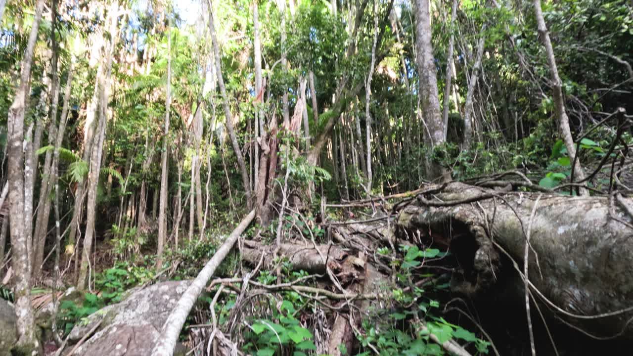 높은 나무 와 초록색 으로 가득 찬 울창 한 숲