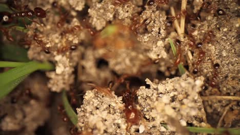 top down static shot of a freshly disturbed fire ant mound