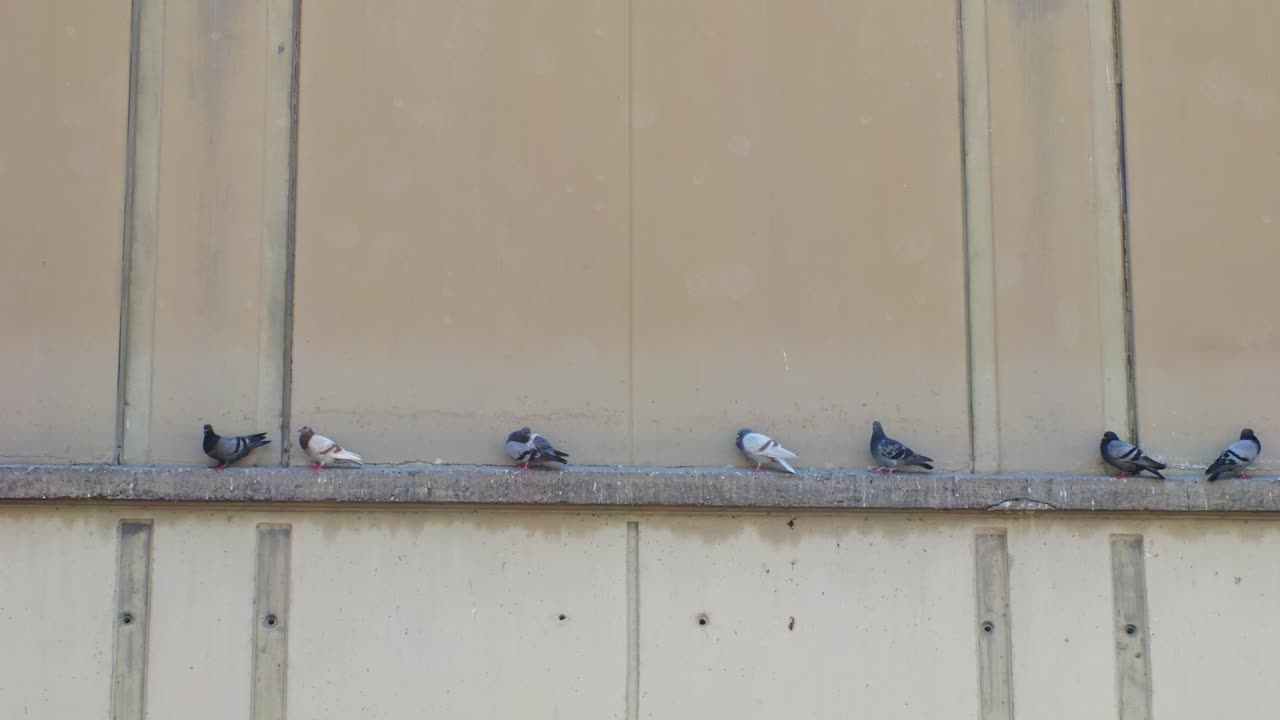 Pigeons Lined Up on a Concrete Ledge