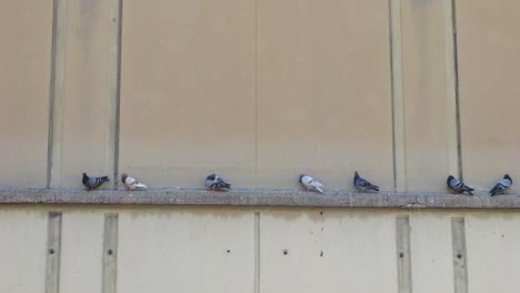 pigeons lined up on a concrete ledge