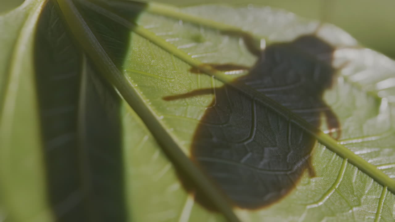 Insect Shadow on a Green Leaf