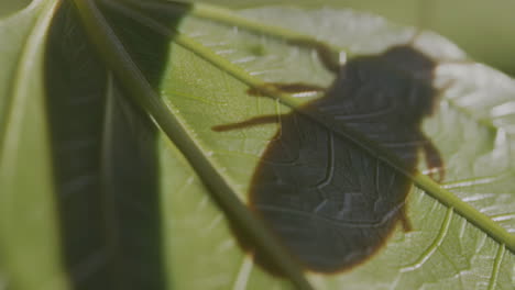 insect shadow on a green leaf