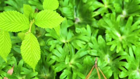 Top-down-view-of-sapling-of-european-hornbeam-growing-over-lush-green-floor-of-deciduous-forest