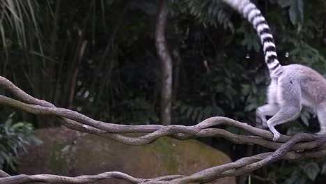 el lémur de cola de un solo anillo está cruzando las vides del bosque