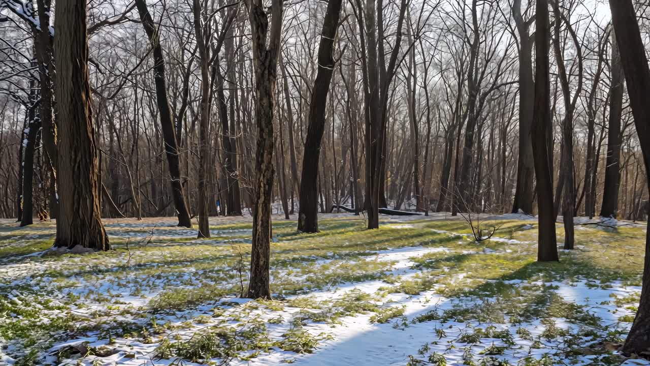 Soft sunlight streaming through forest canopy, casting warm glows on melting snow patches across verdant ground, capturing ethereal early spring transformation