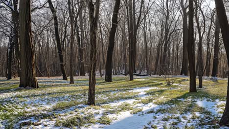 soft sunlight streaming through forest canopy, casting warm glows on melting snow patches across verdant ground, capturing ethereal early spring transformation