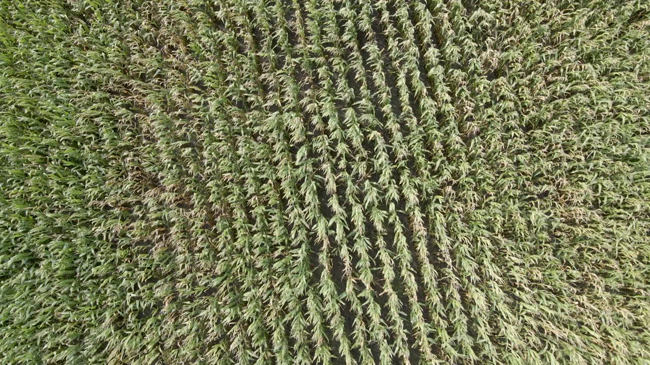 바람에 흔들리는 밀밭의 하향식 공중