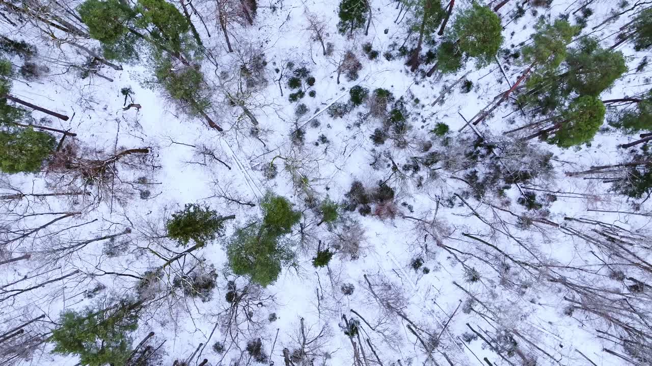 Forward drone above untouched snowy forest with thin bare trees, Northern Europe
