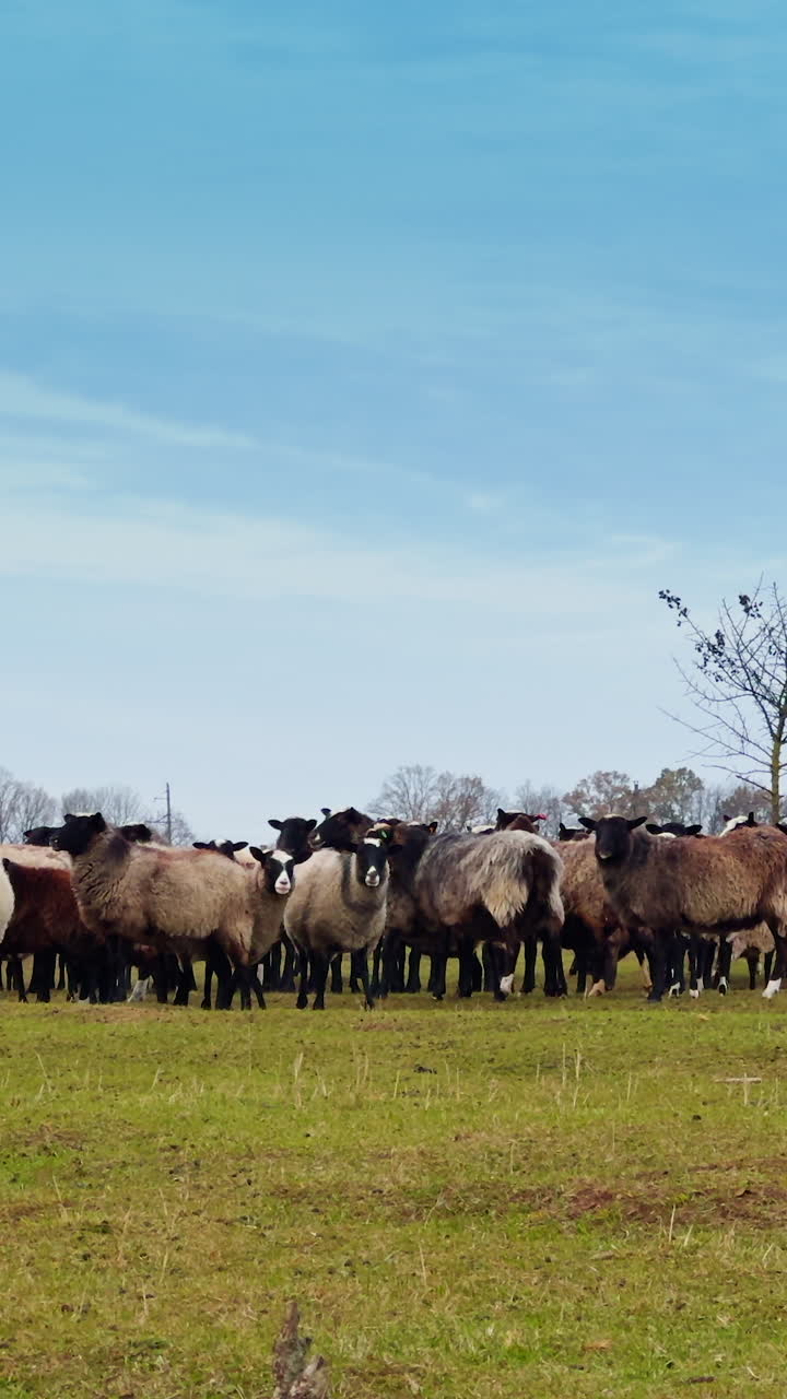 Fluffy cute sheep standing in the field near the little tree. Livestock pasturing in autumn. Vertical video