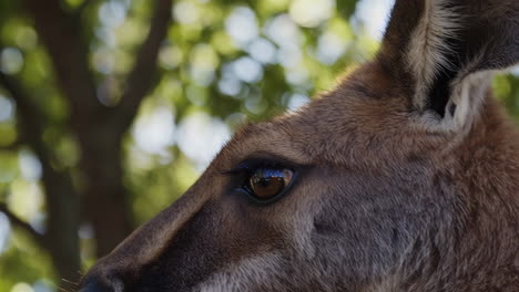 close-up view of a kangaroo's eye and face