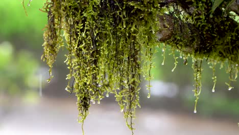 water drops drip from hanging moss on rainy day, close up