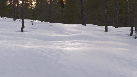 Snow-covered-pine-forest-ground-in-Northern-Bereal