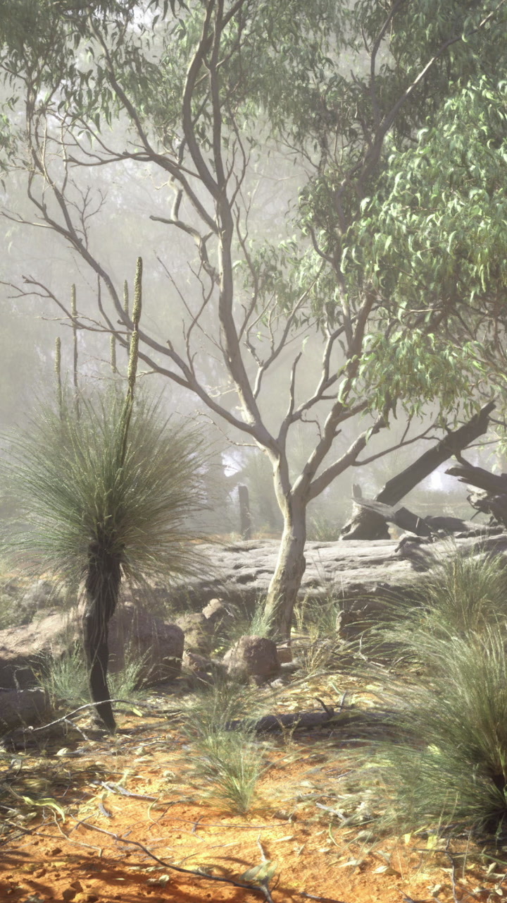 Fog covers trees and plants in a forest during early morning hours