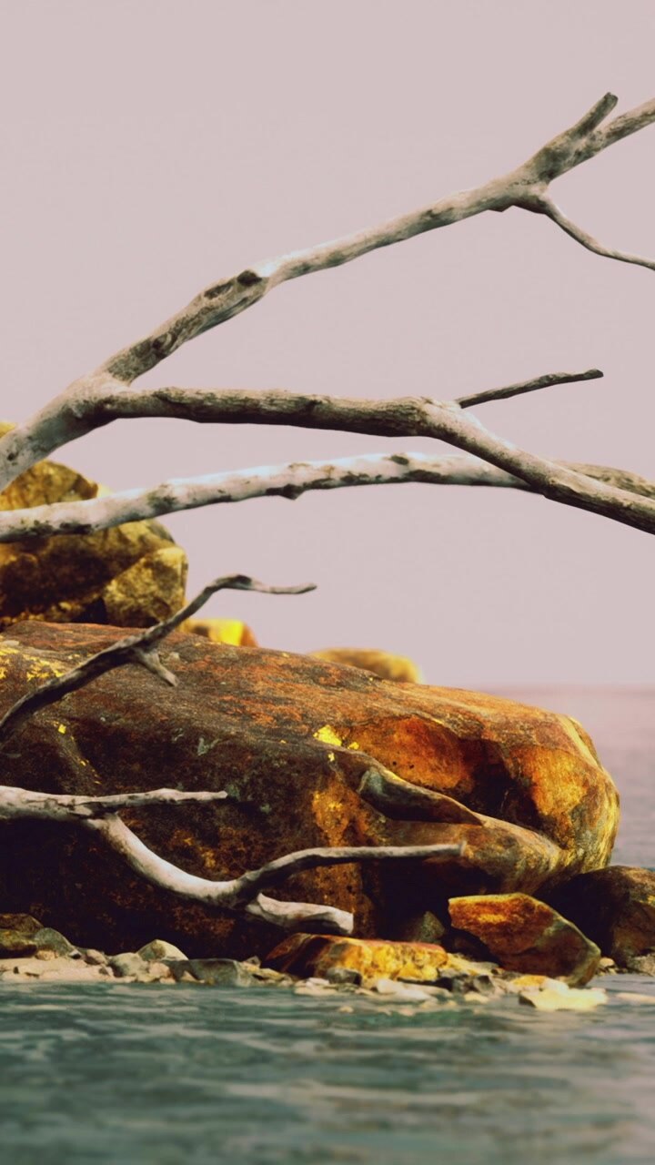 Brown rocks and dead branches near calm water during early morning light