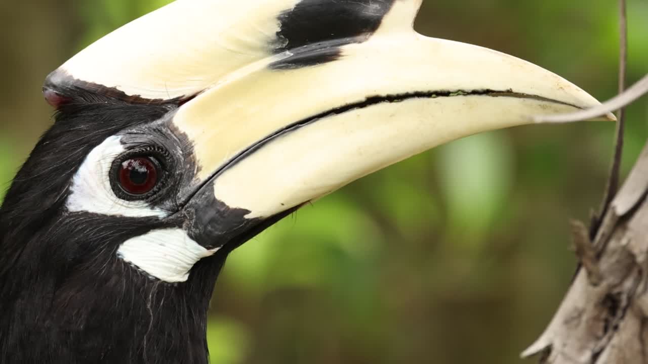 호른빌은 환경과 상호 작용합니다.
