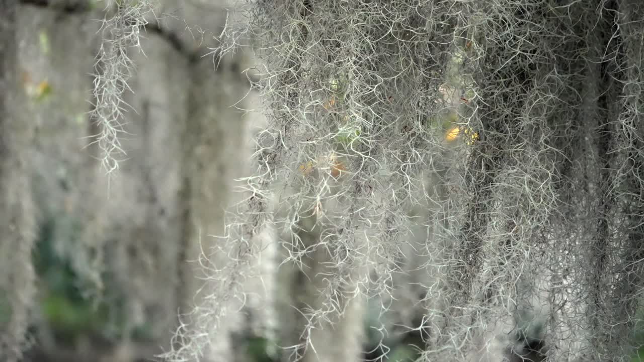 Spanisches Moos hängt an alten Eichen an einem windigen Tag in New Orleans