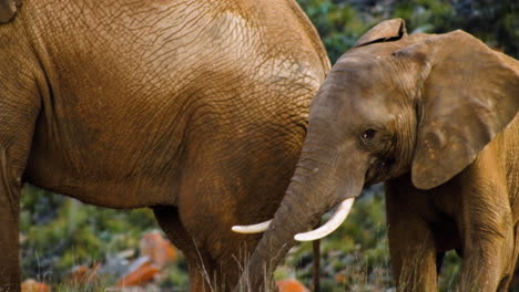 Swinging-tail-and-wrinkled-grey-skin-of-African-elephant,-close-up