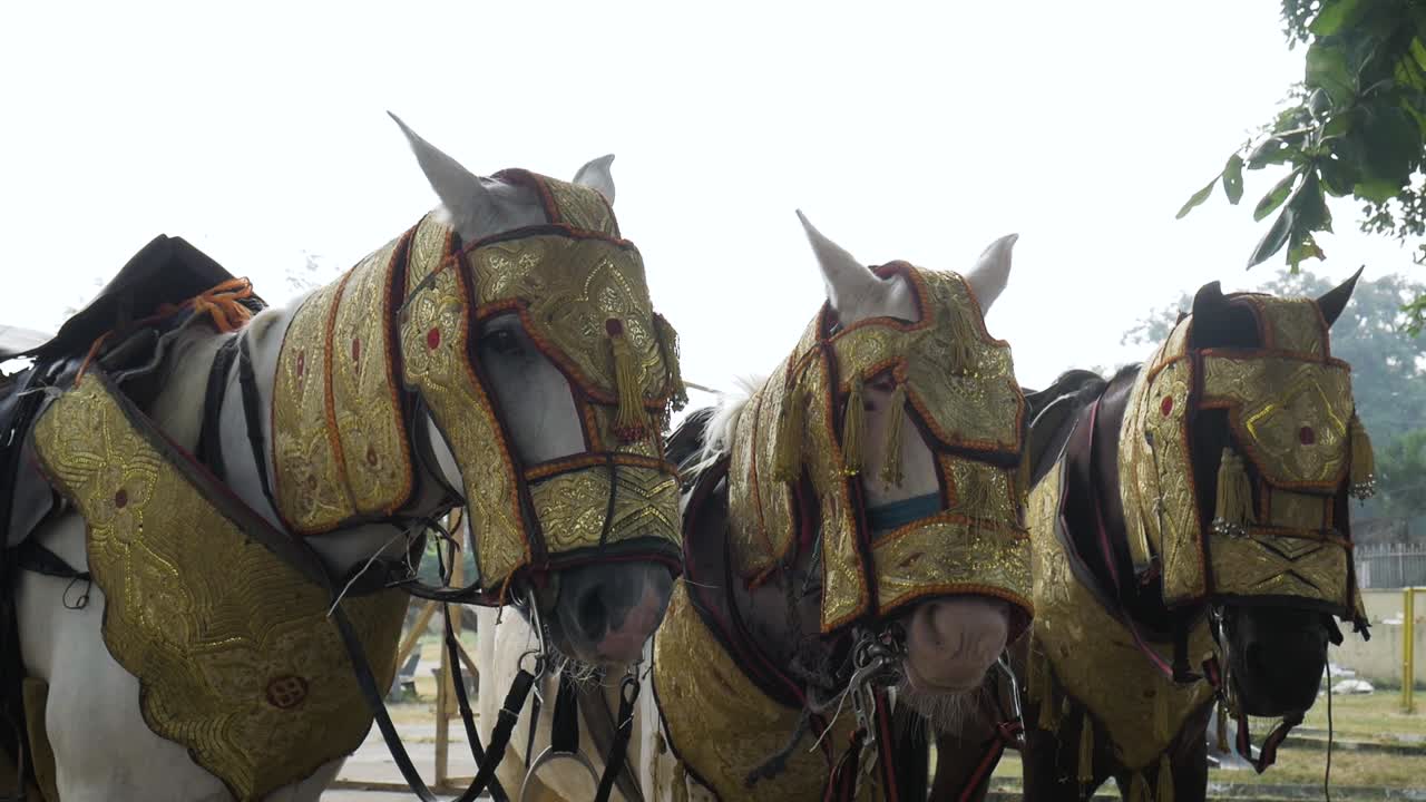 tres caballos de pie juntos para durbar