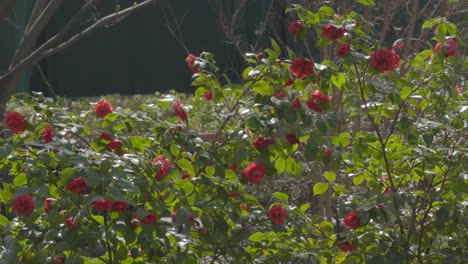 A-beautiful-garden-scene-with-vibrant-red-roses-in-full-bloom,-surrounded-by-lush-green-leaves,-capturing-the-essence-of-spring