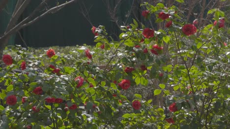 A beautiful garden scene with vibrant red roses in full bloom, surrounded by lush green leaves, capturing the essence of spring