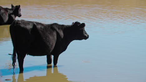 cattle herd drinking from open reservoir, cattle drinking water